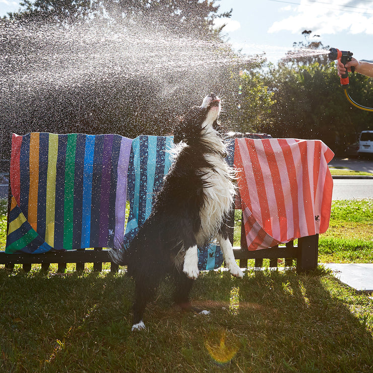 Dog & Bay - Towels for Pets - Puppy Party - Outlet