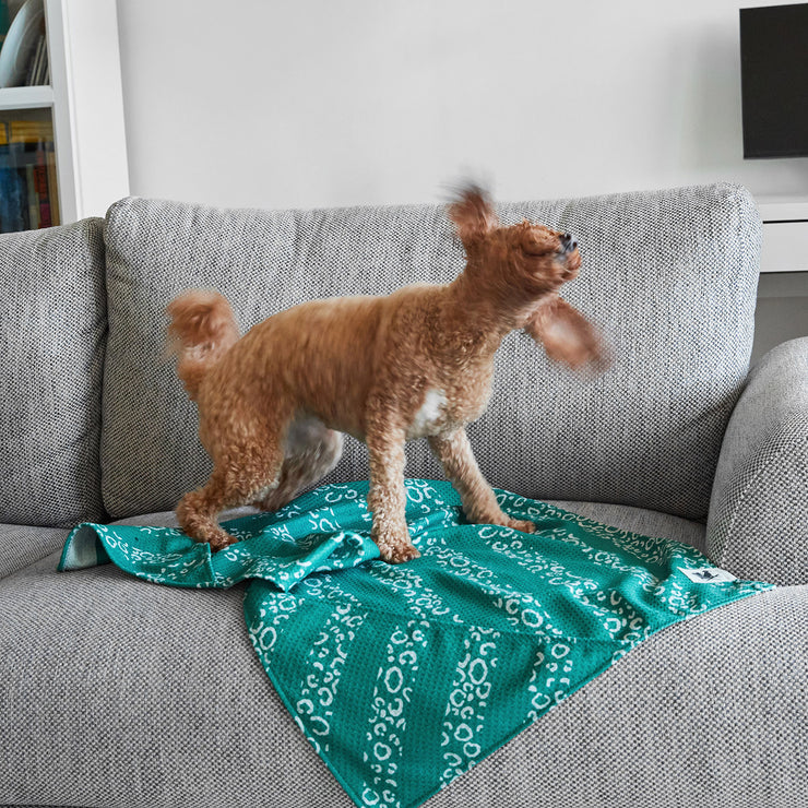 dock and bay towels dog